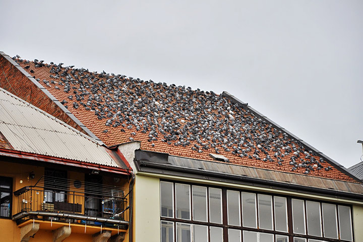 A2B Pest Control are able to install spikes to deter birds from roofs in Bow. 