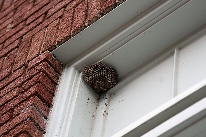 We provide a wasp nest removal service for domestic and commercial properties in Bow.